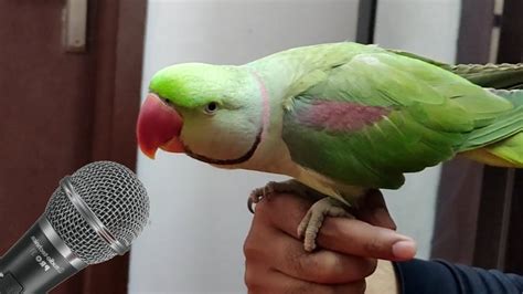 youtube parrot videos|More.